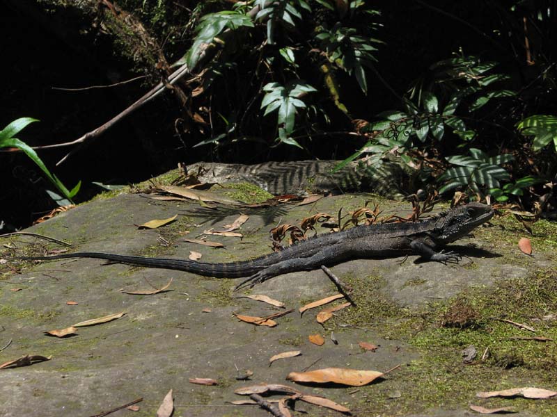 Water Dragon